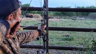 BOW HUNTING HOGS IN A CATTLE YARD TEXAS HOG HUNTING 6 pigs down [upl. by Tannenbaum]