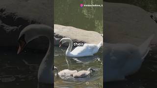 Swan and baby cygnets Daily hope of happiness swan naturecuriosities naturelovers [upl. by Monto712]