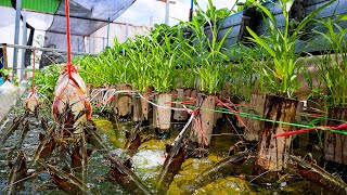 I Built Backyard Aquaponics System for Crawfish Raising and White Radish Water Spinach Growing [upl. by Janifer]