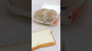 Cute kittens ❤️😻 funnycats funnykittens funnyanimal funnypets funnyshorts kittenslovers cat [upl. by Drarreg647]