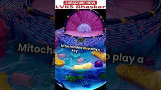 Mitochondria and apoptosis Shorts ViralShorts Trendingnow [upl. by Oby]