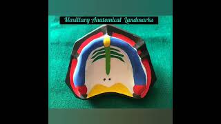 Maxillary Anatomical Landmarks [upl. by Aneetak374]