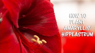 How to plant your amaryllis Hippeastrum bulb [upl. by Ayardna530]