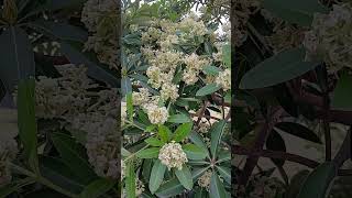 Alstonia scholaris medicinal uses in Telugu youtubeshorts [upl. by Coltun]