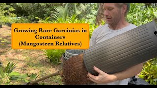 Growing Rare Garcinias in Containers Mangosteen Relatives [upl. by Essenaj]