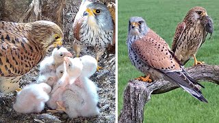 Kestrel Chicks Grow Thanks to Tender Care of Adults  Mr amp Mrs Kes  Robert E Fuller [upl. by Glenn]