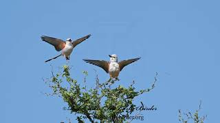 Tyrannus forficatus SCISSOR TAILED FLYCATCHER feeding flying 3032191 [upl. by Eixel975]