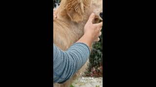 Le Toilettage Golden Retriever [upl. by Arahsal671]