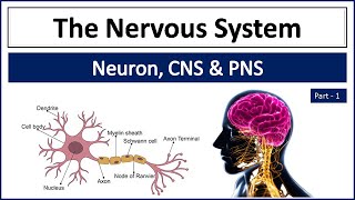 Nervous System  Central and Peripheral Nervous System  CNS amp PNS  Neuron  Organs of Nervous Sys [upl. by Elatia]