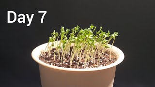 Growing Radish Sprouts  Time Lapse  7 days in 2 minutes [upl. by Alice]