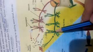 Life Cycle of rhizopus chapter fungi first year biology [upl. by Amby39]