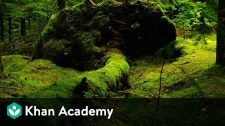 Liverworts and Mosses  Plant Kingdom  Biology  Khan Academy [upl. by Lemor452]