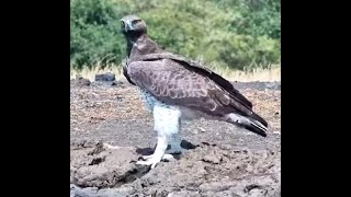 Magnificent Martial Eagle at ol Donyo [upl. by Tyler]