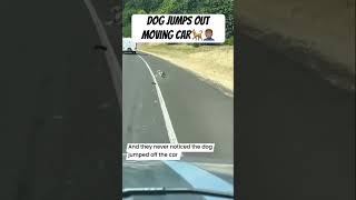 Dog Jumps Out Moving Car🚗🐕😳 shorts explore foryou suggest reccomend fyp viral fypシ゚ [upl. by Stein]