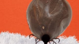 How To Pull a Tick Off Your Pet Petco [upl. by Gylys]