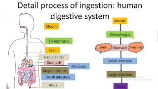 mode of nutrition in humans life processes part 2 class 10 NCERT science [upl. by Chryste628]