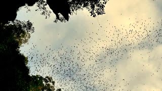 Bat Exodus l Gunung Mulu National Park l Borneo l World Heritage Site [upl. by Collins]