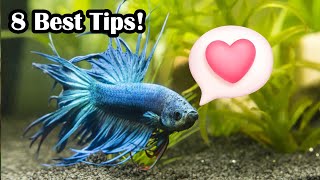 How To Create A Bond With Your Betta Fish [upl. by Mathis428]