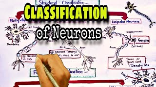 Classification of neurons  Nervous system [upl. by Floria968]