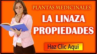 Linaza Propiedades Medicinales Beneficios y Usos [upl. by Keligot]