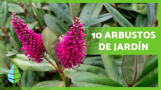 10 ARBUSTOS para el JARDÍN Fáciles de Cuidar 🌿🌺 [upl. by Aivil]