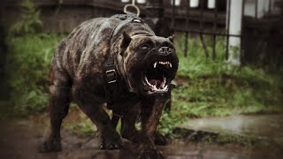 9 Facts You Need to Know Before Buying a Presa Canario [upl. by Ydaf]