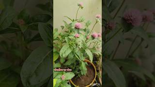 Gomphrena plant Care Tips 👍🥰 gomphrena short viral [upl. by Boorer]