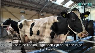 Koeien verzamelen bij Groot Zevert Livestock BV [upl. by Mauralia257]