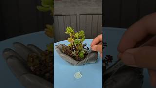 Terrarium Making in Hand planter terrarium garden plants diy [upl. by Elleina]