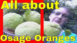 Osage Orange Health Benefits in Description Tree Fruit Hedge Apple Horse Apple Maclura pomifera [upl. by Hutton]