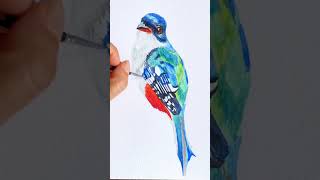 Pintó un tocororo cubano en acuarela art watercolor birdpainting watercolortutorial [upl. by Leanna892]