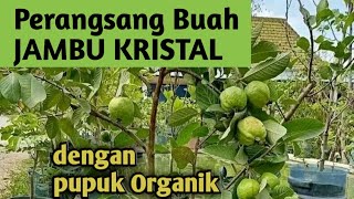 JAMBU KRISTAL Yang mudah perawatan [upl. by Schoof]