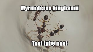 Myrmoteras binghamii in test tube nest [upl. by Enneles]