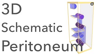 Peritoneum  3D Schematic Anatomy amp Relations [upl. by Garcon]