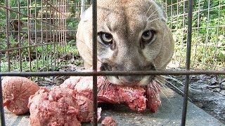 How to Feed 100 BIG CATS [upl. by Moht]