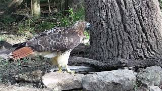 A huge redtailed hawk at the water bowl [upl. by Yracaz]