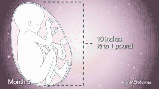 How Your Baby Grows Month 5 [upl. by Ninos221]