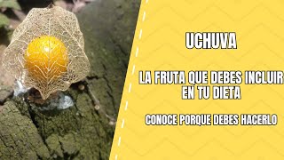 Descubre la Uchuva Propiedades Medicinales que No Puedes Ignorar [upl. by Drahsir160]