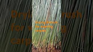 Drying bulrush for weaving carpet mat [upl. by Rhtaeh144]