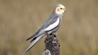 Male Cockatiel Natural Sound  Cockatiel Whistling [upl. by Coheman]