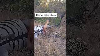 Zebra are the favorite hunt of cheetah zebra cheetah animals wildlife edits shorts [upl. by Neesay650]