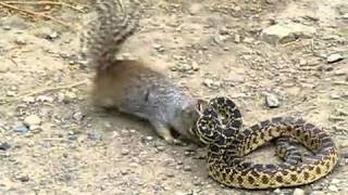 Snake Vs Squirrel Fight [upl. by Reagan]