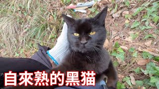 鳥哥上山卻路遇一個“劫匪”，上來就要貼貼，真是一隻自來熟的小黑猫【蒙面鳥哥】 [upl. by Brandes]