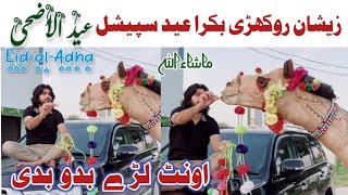 Aont Lare Bado Badi  Zeeshan Rokhri Bakra Eid Special Song 2024  zeeshanrokhri Eid ul adha Song [upl. by Yznil664]