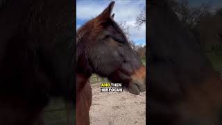 Understanding Horse Behavior Freeze Mode and Twitching horse horsebehavior horsetraining [upl. by Aihc]