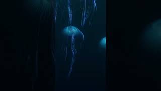 2HR Sleep Ambience  Jellyfish Aquarium meditation sleepambience relaxing underwater [upl. by Saidee687]