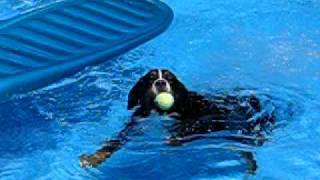 Bernese Mountain Dog Swims [upl. by Tisbe]