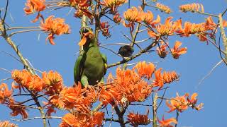 Orange winged parrot [upl. by Schober110]