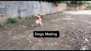 crazy dog mating [upl. by Yasui158]