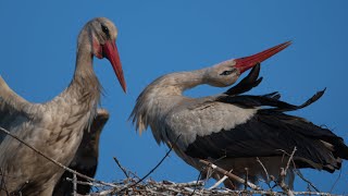 From storks life Part 1 Z życia bocianów cz 1 [upl. by Epuladaugairam]